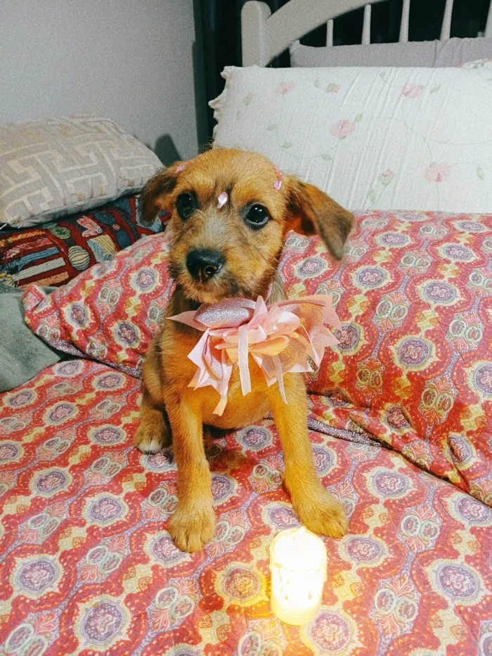 Cachorro ra a SRD-ViraLata idade 2 a 6 meses nome Yuki e kira