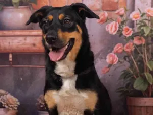Cachorro raça SRD-ViraLata idade 2 anos nome Kyara 