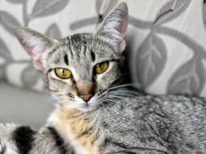Gato raça SRD-ViraLata idade 1 ano nome Sophie 
