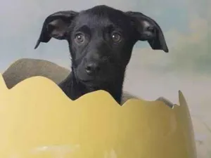 Cachorro raça SRD-ViraLata idade 2 a 6 meses nome Christian 