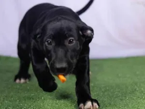 Cachorro raça SRD-ViraLata idade 2 a 6 meses nome Luck 