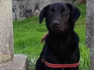 Cachorro raça SRD-ViraLata idade 7 a 11 meses nome Venom 