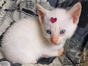 Gato raça Siamês idade Abaixo de 2 meses nome Siamesa branca adocao