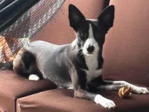 Cachorro raça SRD-ViraLata idade 1 ano nome Panda