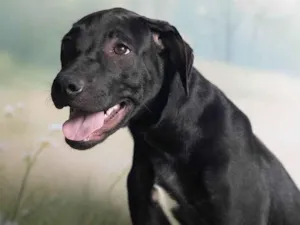 Cachorro raça SRD-ViraLata idade 2 a 6 meses nome Bento 