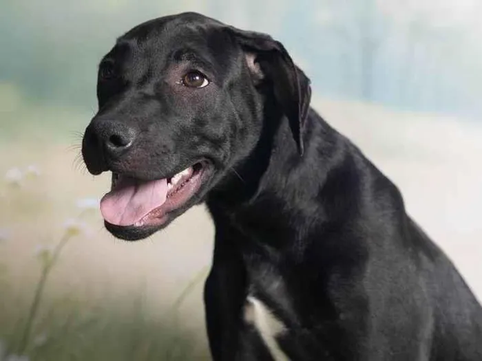 Cachorro ra a SRD-ViraLata idade 2 a 6 meses nome Bento 