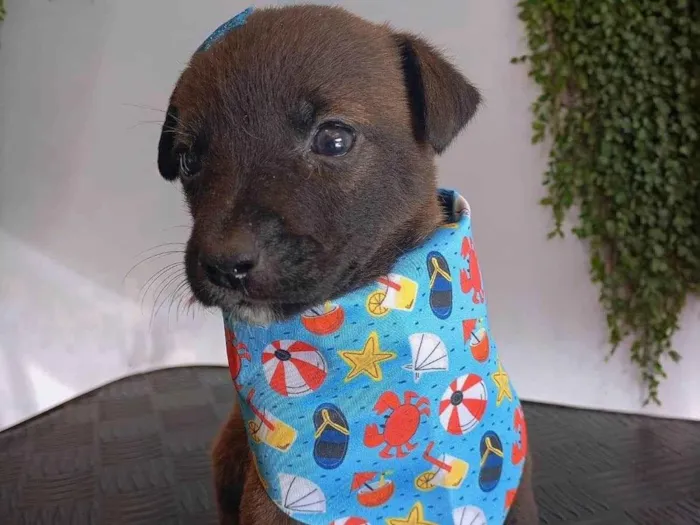 Cachorro ra a SRD-ViraLata idade Abaixo de 2 meses nome Juca