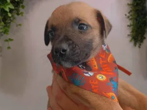 Cachorro raça SRD-ViraLata idade Abaixo de 2 meses nome Joka