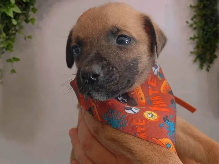 Cachorro ra a SRD-ViraLata idade Abaixo de 2 meses nome Joka