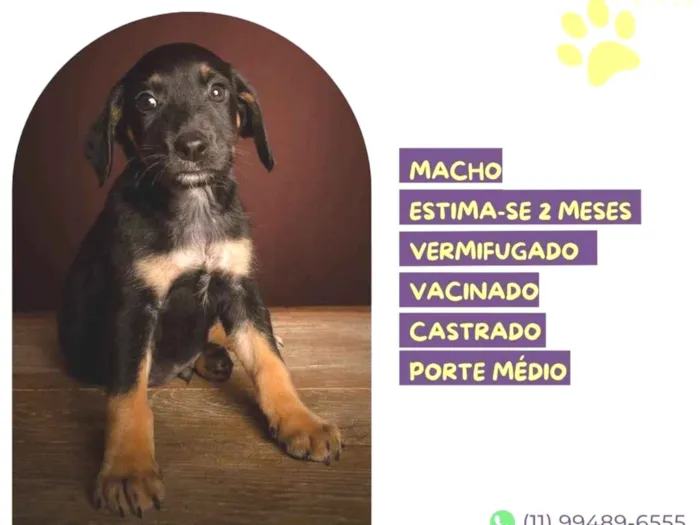 Cachorro ra a SRD-ViraLata idade Abaixo de 2 meses nome Machado de Assis 