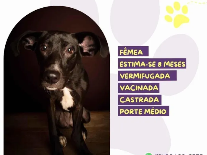 Cachorro ra a SRD-ViraLata idade 7 a 11 meses nome Amora