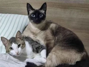 Gato raça Siamês idade 2 anos nome Lady