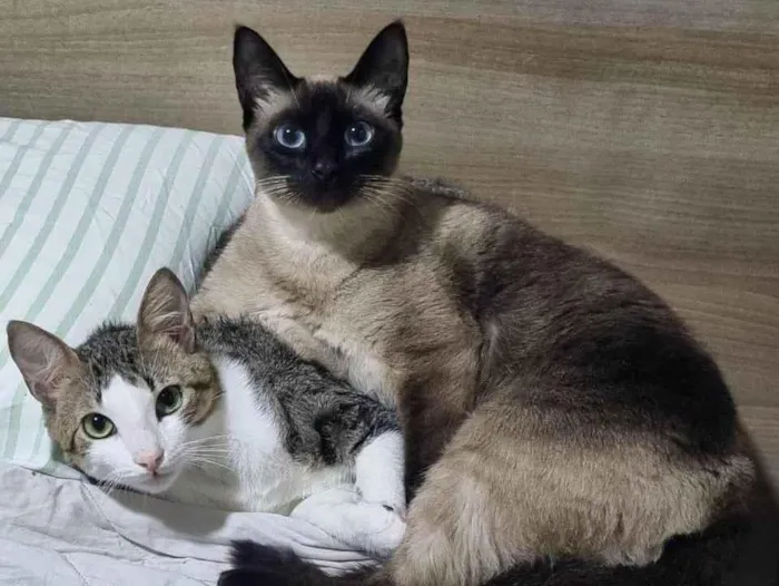 Gato ra a Siamês idade 2 anos nome Lady