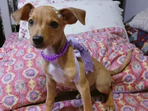 Cachorro raça SRD-ViraLata idade 2 a 6 meses nome Yuki e kira
