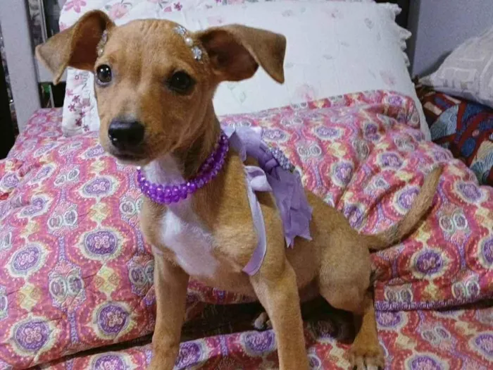 Cachorro ra a SRD-ViraLata idade 2 a 6 meses nome Yuki e kira