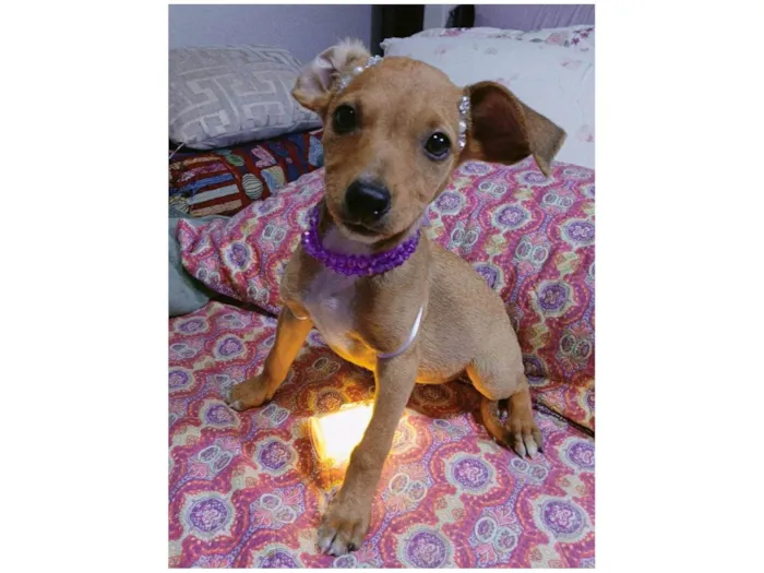 Cachorro ra a SRD-ViraLata idade 2 a 6 meses nome Yuki e kira