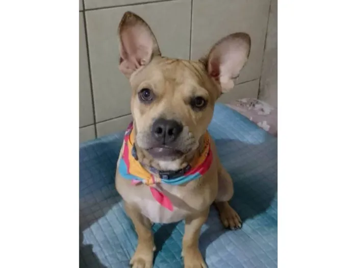 Cachorro ra a SRD-ViraLata idade 7 a 11 meses nome Tom