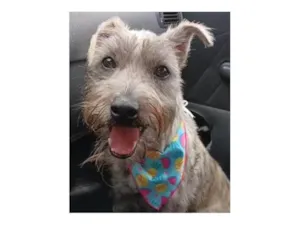 Cachorro raça SRD-ViraLata idade 7 a 11 meses nome Ayla
