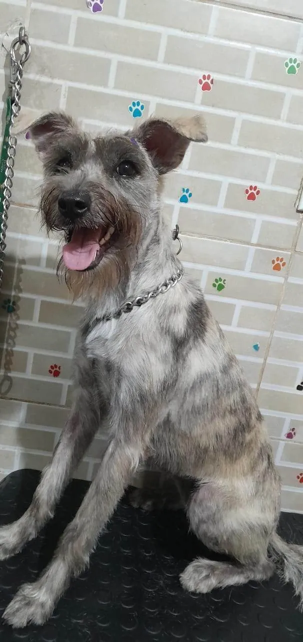 Cachorro ra a SRD-ViraLata idade 7 a 11 meses nome Ayla