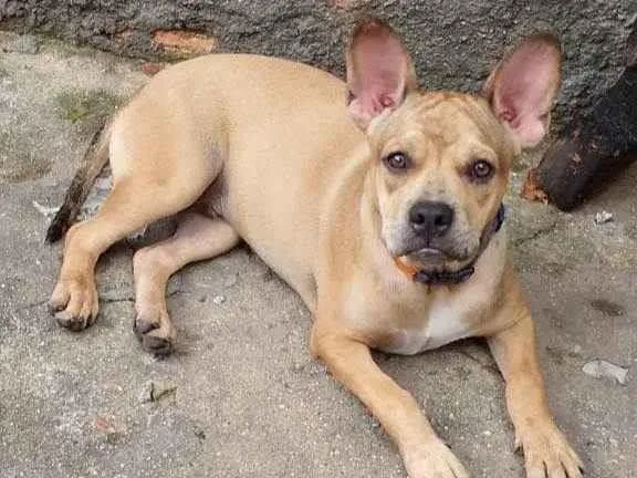 Cachorro ra a SRD-ViraLata idade 7 a 11 meses nome Tom