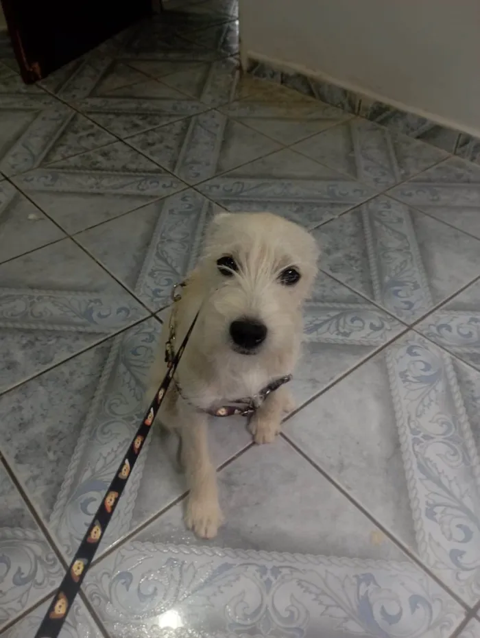 Cachorro ra a SRD-ViraLata idade 2 a 6 meses nome BUENO
