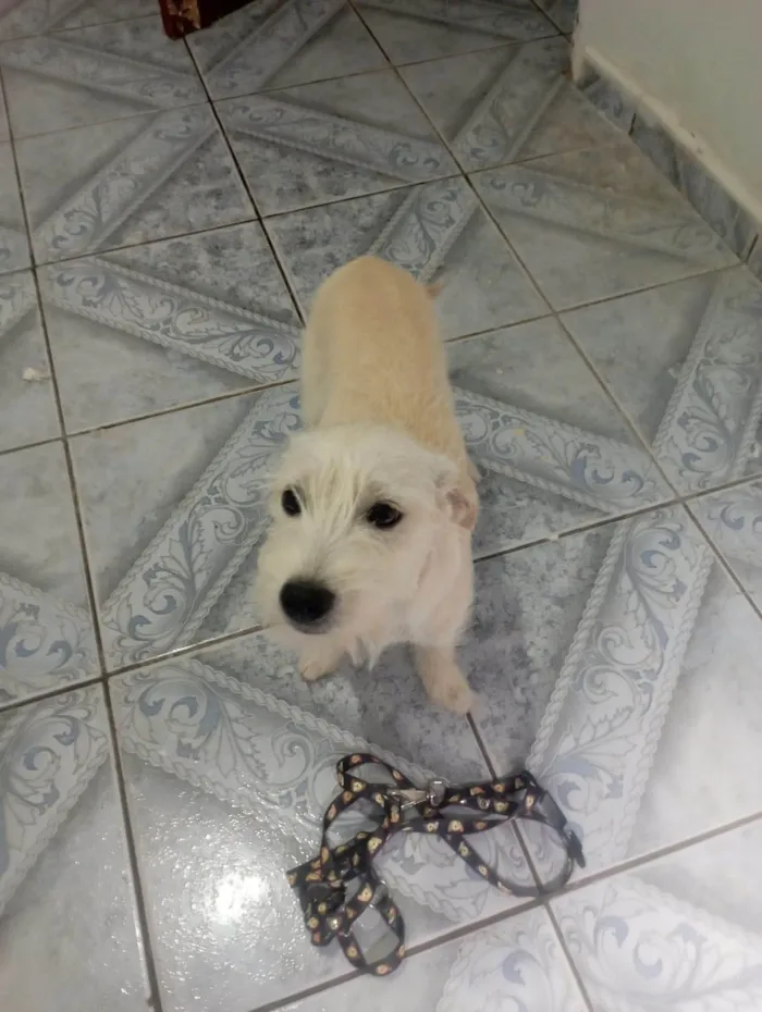 Cachorro ra a SRD-ViraLata idade 2 a 6 meses nome BUENO