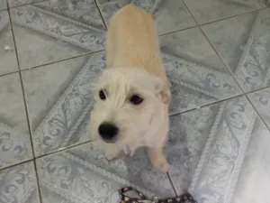Cachorro raça SRD-ViraLata idade 2 a 6 meses nome BUENO