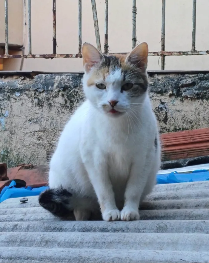 Gato ra a SRD-ViraLata idade 2 a 6 meses nome Tricolor adocao
