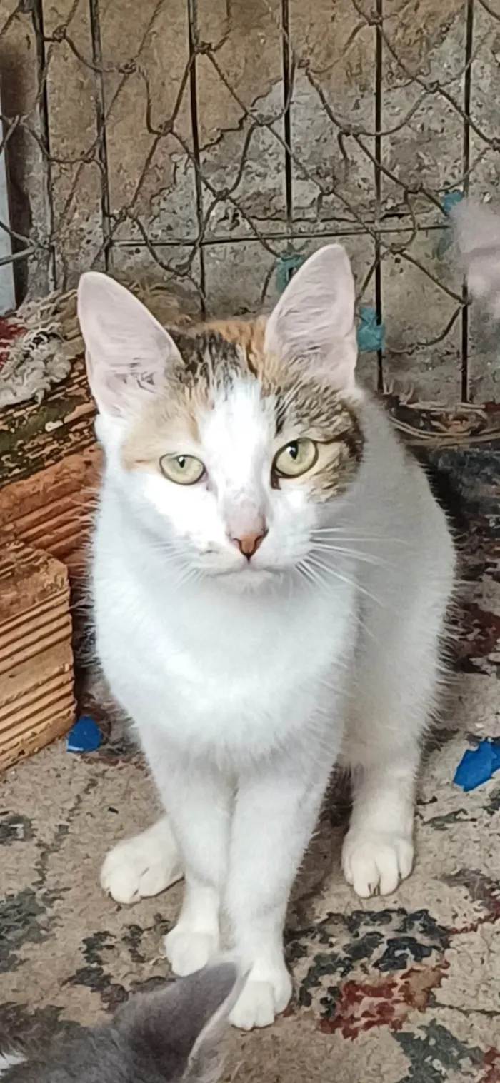 Gato ra a SRD-ViraLata idade 2 a 6 meses nome Tricolor adocao