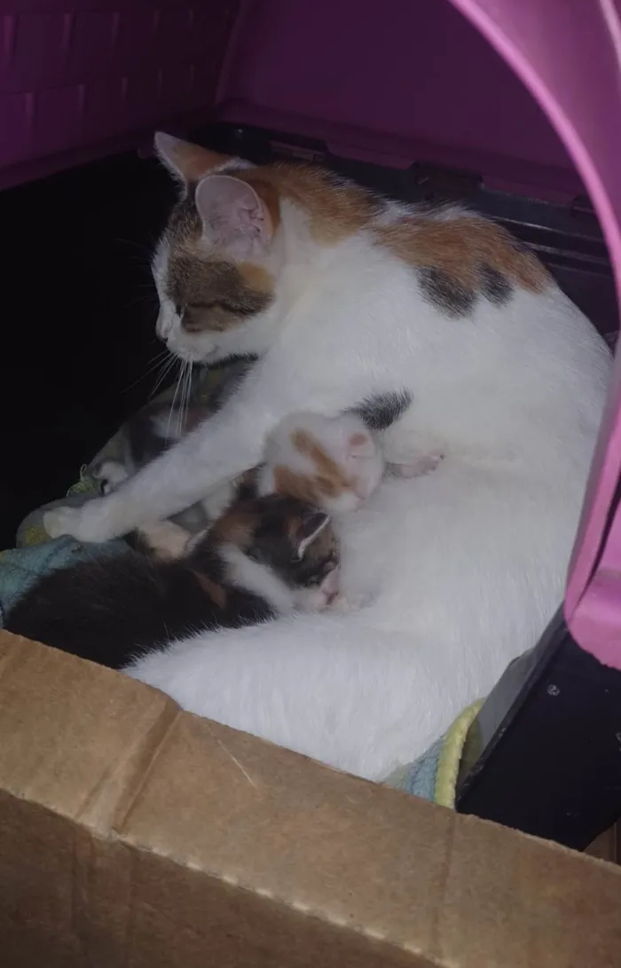 Gato ra a SRD-ViraLata idade 2 a 6 meses nome Tricolor adocao