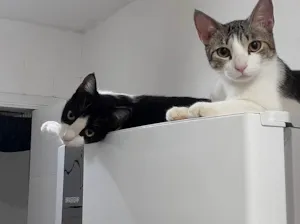 Gato raça SRD-ViraLata idade 2 anos nome Mingau e Capitú