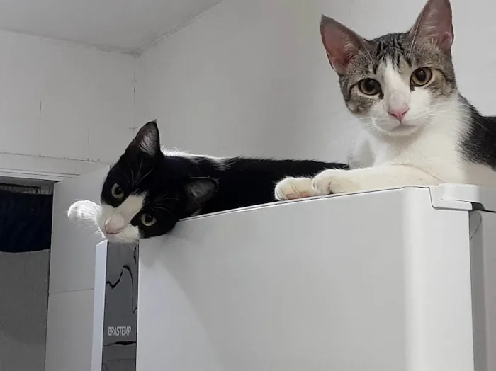 Gato ra a SRD-ViraLata idade 2 anos nome Mingau e Capitú