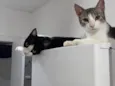 Mingau e Capitú