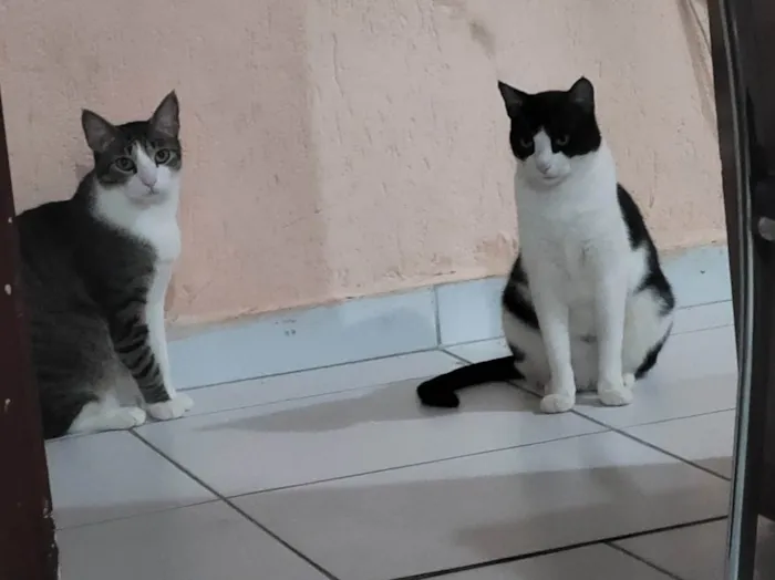 Gato ra a SRD-ViraLata idade 2 anos nome Mingau e Capitú
