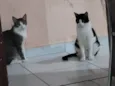 Mingau e Capitú