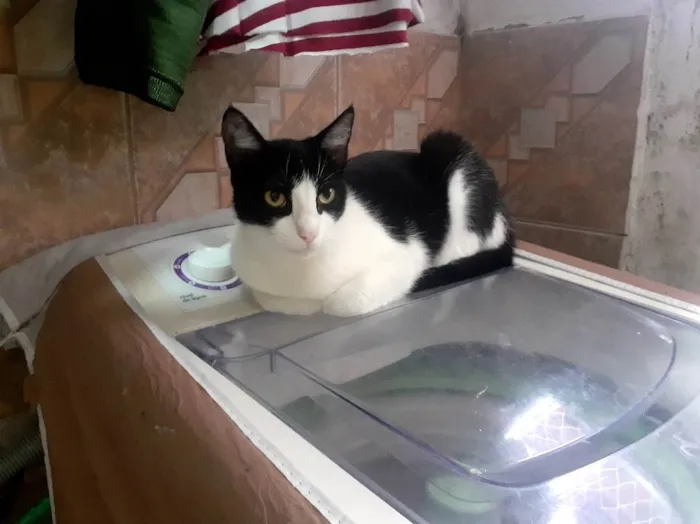 Gato ra a SRD-ViraLata idade 2 anos nome Mingau e Capitú