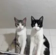 Mingau e Capitú