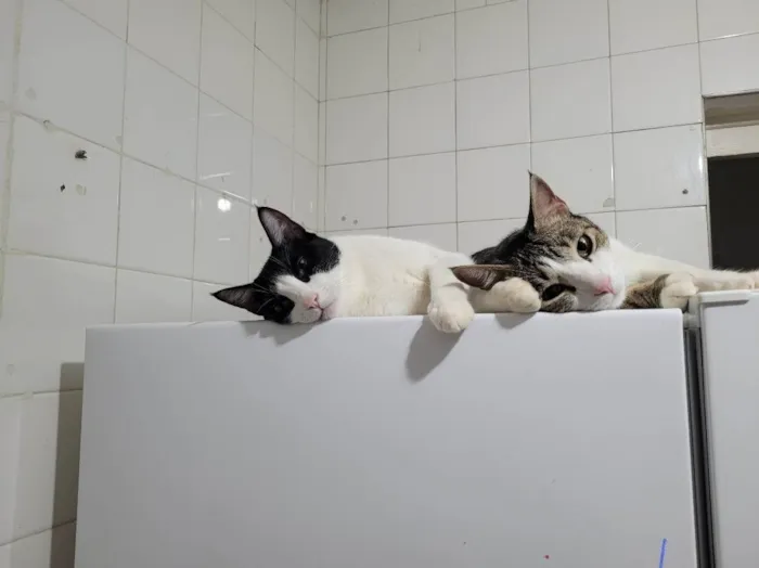Gato ra a SRD-ViraLata idade 2 anos nome Mingau e Capitú