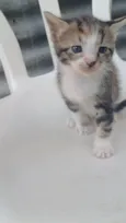 Tricolor peludinha adocao