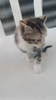 Tricolor peludinha adocao