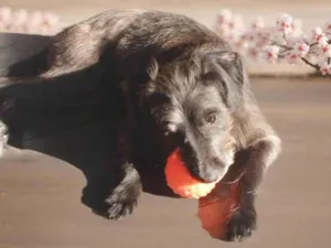 Cachorro raça SRD-ViraLata idade 2 a 6 meses nome Davi