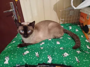 Gato raça Siamês idade 2 a 6 meses nome Siamesa adocao