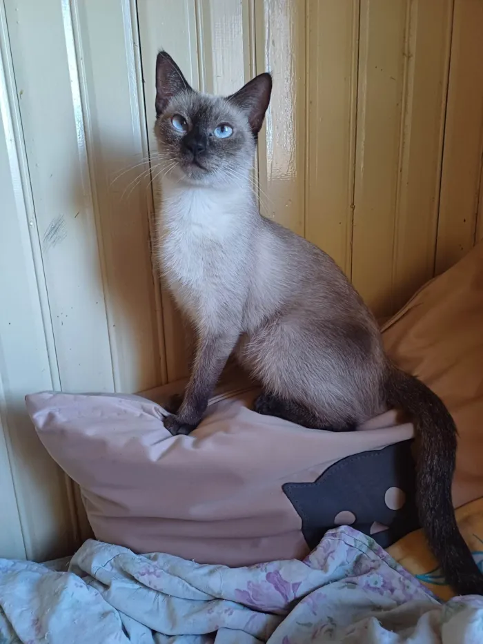 Gato ra a Siamês idade 2 a 6 meses nome Siamesa adocao