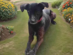Cachorro raça SRD-ViraLata idade 2 anos nome Billi