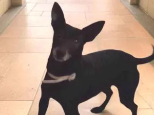 Cachorro raça Pinscher idade 6 ou mais anos nome Lili