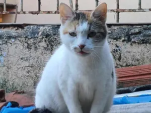 Gato raça SRD-ViraLata idade 2 a 6 meses nome Tricolor adocao