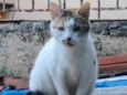 Tricolor adocao
