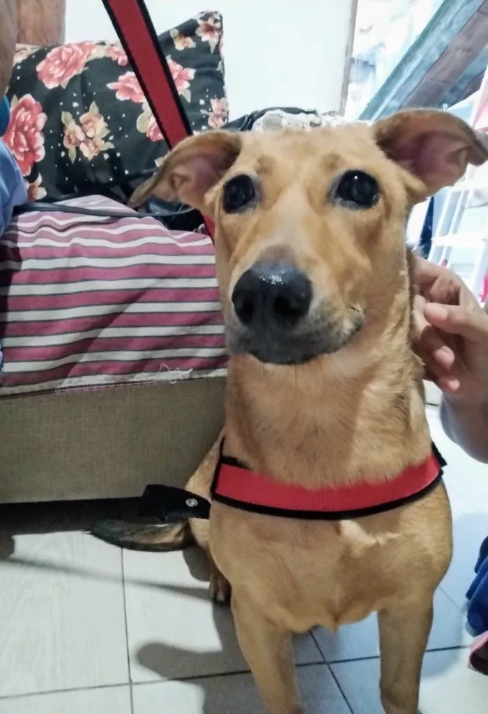 Cachorro ra a Basset-Cofap idade 7 a 11 meses nome Serena