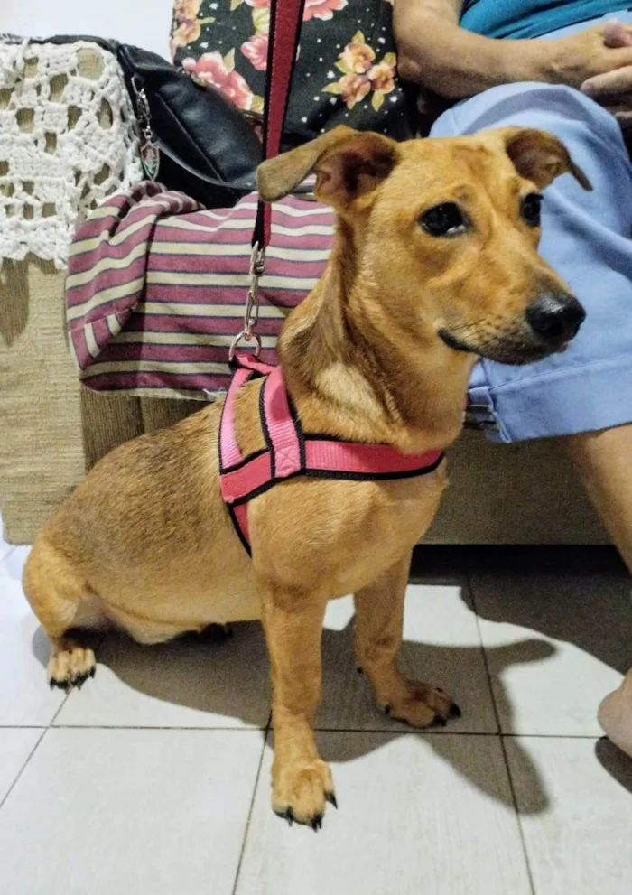 Cachorro ra a Basset-Cofap idade 7 a 11 meses nome Serena