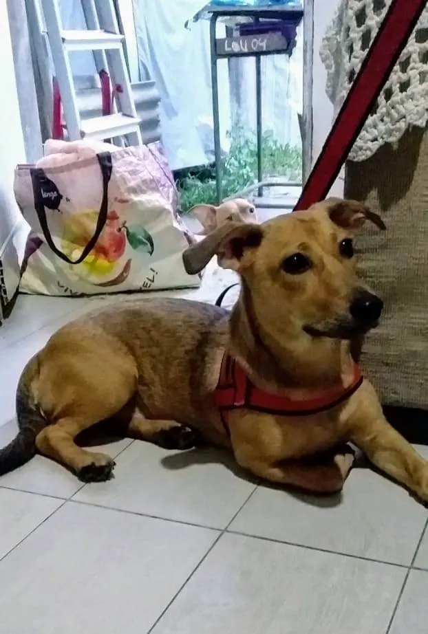Cachorro ra a Basset-Cofap idade 7 a 11 meses nome Serena